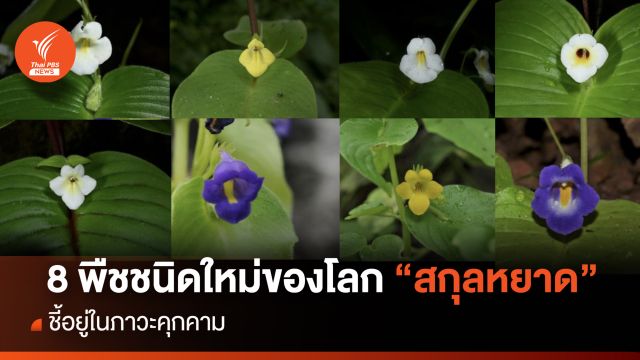 ไทยพบพืช  "สกุลหยาด" ชนิดใหม่ของโลก 8 ชนิด อยู่ในภาวะคุกคาม 
