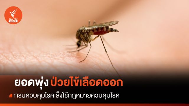 เล็งใช้กฎหมายคุม "ไข้เลือดออก" หลังยอดผู้ป่วยพุ่ง 18 จังหวัด