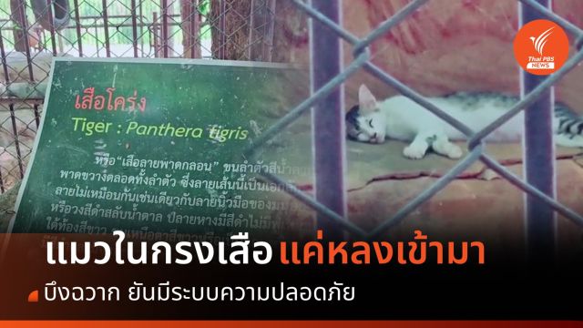"บึงฉวาก" ยันมีระบบความปลอดภัย "แมว" ในกรงเสือโคร่ง แค่หลงเข้ามา