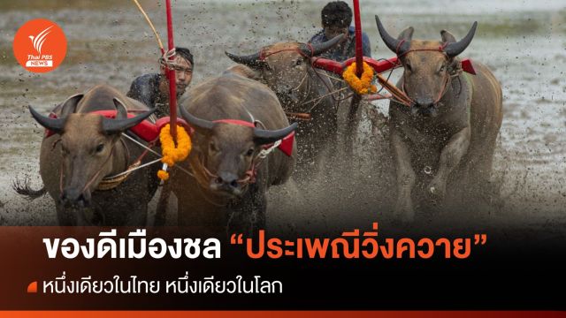 ชาวบ้านแห่เชียร์คึกคัก "งานแข่งขันวิ่งควาย" ประเพณีร้อยปี จ.ชลบุรี