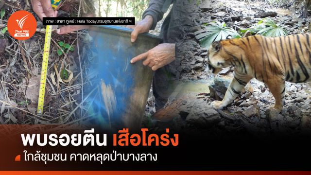 ยันพบรอยตีน “เสือโคร่ง” ออกป่าบางลางป้วนเปี้ยนชุมชน