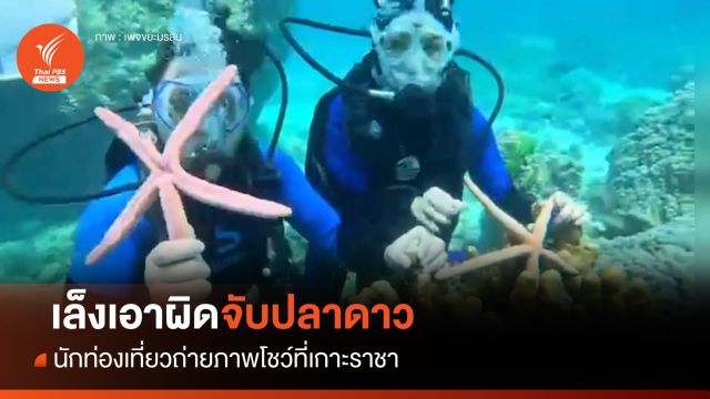ทช.เล็งเอาผิด "นักท่องเที่ยว"จับปลาดาวถ่ายภาพโชว์