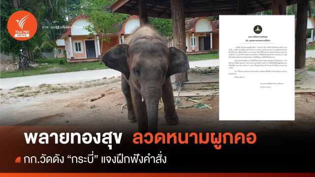 วัดแจง "ทองสุข" ลูกช้างผูกคอลวดหนามล่ามโซ่-ภาพเก่าตอนฝึก