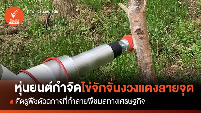 หุ่นยนต์กำจัด "ไข่จักจั่นงวงแดงลายจุด" ศัตรูพืชตัวฉกาจที่ทำลายพืชผลทางเศรษฐกิจ