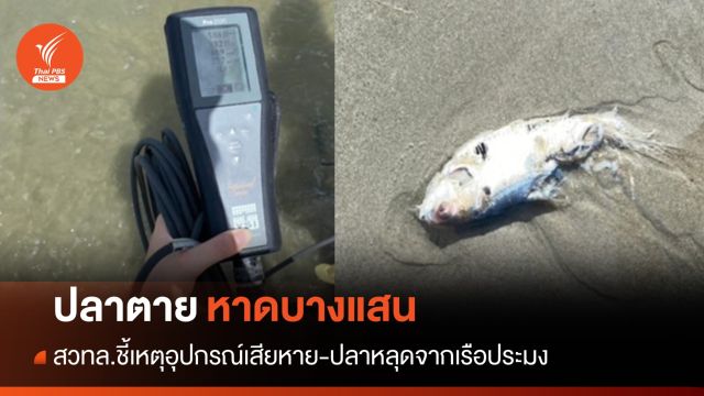 สวทล.ชี้ "ปลาตาย" หาดบางแสน เหตุอุปกรณ์เสียหาย-ปลาหลุดจากเรือประมง