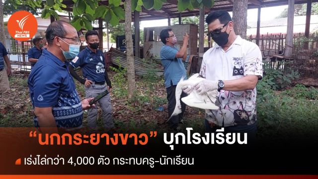 เร่งแก้ปัญหา “นกกระยาง” กว่า 4 พันตัว เกาะเต็มโรงเรียนที่เสิงสาง