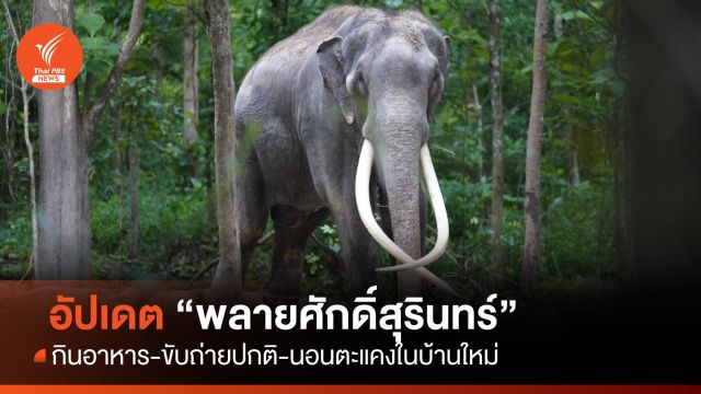 อัปเดตอาการ "พลายศักดิ์สุรินทร์" กินอาหาร-ขับถ่ายปกติ-นอนตะแคงในบ้านใหม่