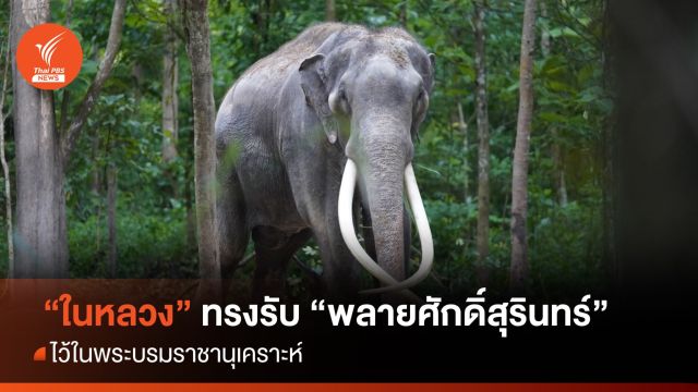 "ในหลวง" ทรงรับ "พลายศักดิ์สุรินทร์" ไว้ในพระบรมราชานุเคราะห์ 