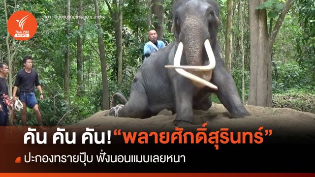 คัน คัน คัน! “พลายศักดิ์สุรินทร์” นอนเกาพุงทิ้งตัวนอนกลางป่า