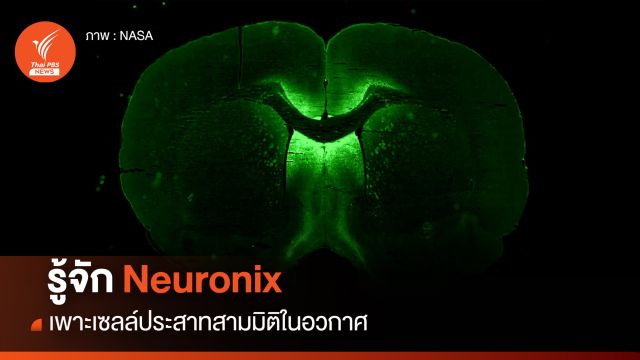 รู้จัก Neuronix เพาะเซลล์สามมิติในอวกาศ