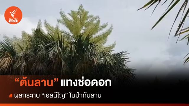 "เอลนีโญ" ส่งผลกระทบทำ "ต้นลาน" แทงช่อออกดอกในป่าทับลาน