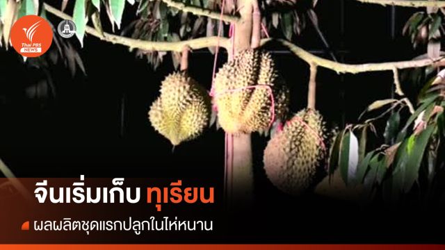 "จีน" เริ่มเก็บผลผลิต "ทุเรียน" ชุดแรกปลูกในไห่หนาน 