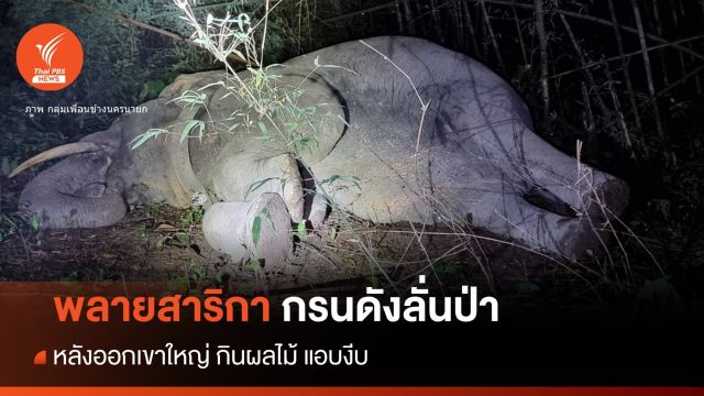 อมยิ้ม "พลายสาริกา" กินอิ่มนอนหลับ "กรนเสียงดัง" ลั่นป่า 