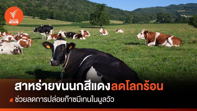 นักวิจัยใช้ "สาหร่ายขนนกทะเลสีแดง" ช่วยลดการปล่อยก๊าซมีเทนในมูลวัว