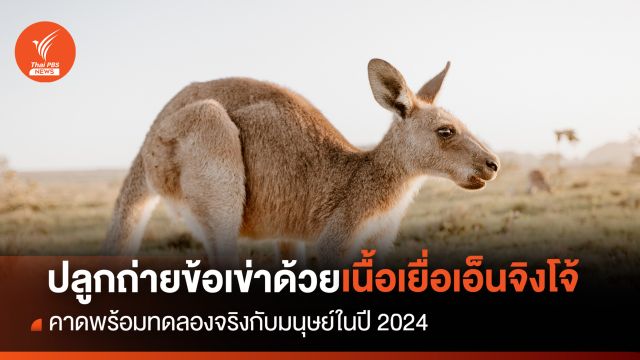 ปลูกถ่ายข้อเข่าใหม่ด้วย "เนื้อเยื่อเอ็นจิงโจ้" คาดพร้อมทดลองจริงในปี 2024