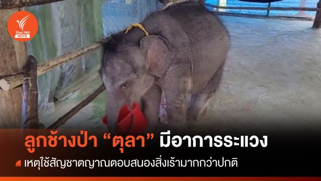ช้างป่า "ตุลา" ใช้สัญชาตญาณตอบสนองสิ่งเร้ามากกว่าปกติ เหตุระแวง