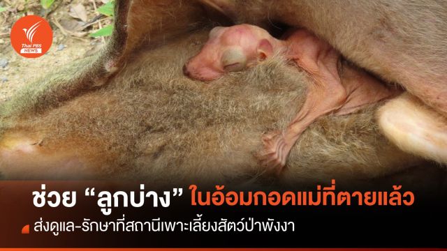 ช่วย "ลูกบ่าง" ในอ้อมกอดแม่ที่ตายแล้ว ส่งสถานีเพาะเลี้ยงสัตว์ป่าดูแล