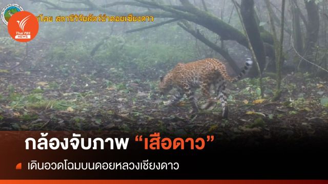 กล้องจับภาพ "เสือดาว" เดินอวดโฉมบนดอยหลวงเชียงดาว