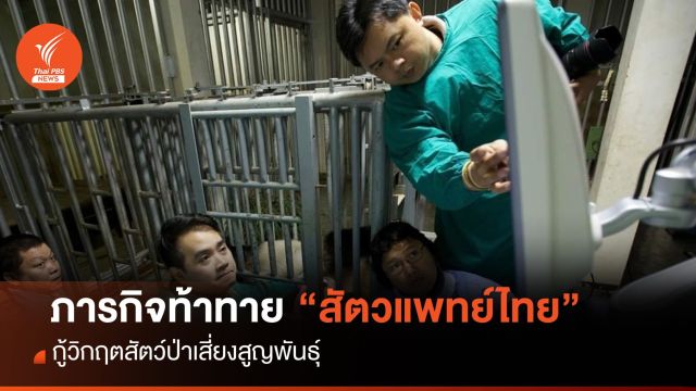 ภารกิจท้าทาย "สัตวแพทย์ไทย" กู้วิกฤตสัตว์ป่าเสี่ยงสูญพันธุ์ 
