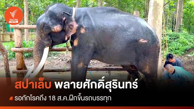 เตรียมสปาเล็บ "พลายศักดิ์สุรินทร์" เลื่อนกักโรครอผล 18 ส.ค.นี้ 