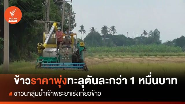 ชาวนาลุ่มน้ำเจ้าพระยาเร่งเกี่ยวข้าว  หลังข้าวราคาพุ่งทะลุตันละกว่า 1 หมื่นบาท