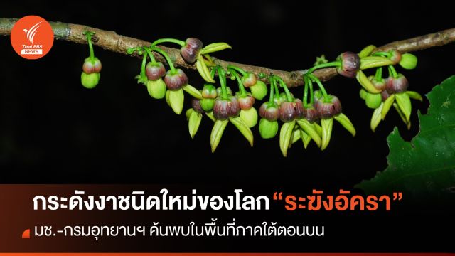 ค้นพบ “ระฆังอัครา” กระดังงาชนิดใหม่ของโลก
