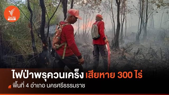 "ไฟป่าพรุควนเคร็ง" 4 อำเภอ นครศรีฯ เสียหาย 300 ไร่