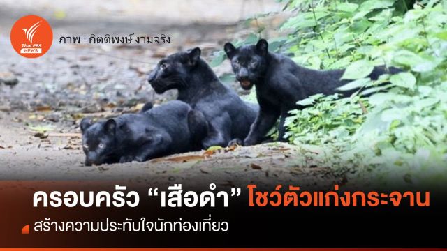 ประทับใจ! นักท่องเที่ยวถ่ายภาพ "ครอบครัวเสือดำ" แก่งกระจาน