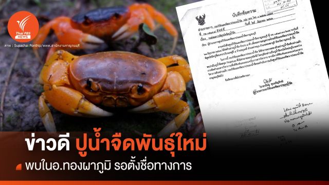 พบปูน้ำจืดพันธุ์ใหม่สายพันธุ์ Thaiphusa ในสวนยาง จ.กาญจนบุรี 