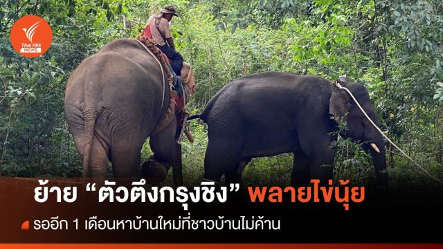 ปฏิบัติการย้าย "พลายไข่นุ้ย" ตัวตึงกรุงชิง-รอบ้านใหม่อีก 1 เดือน