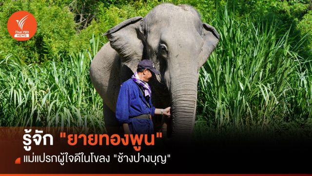 รู้จัก "ยายทองพูน" แม่แปรกผู้ใจดีในโขลง "ช้างปางบุญ"