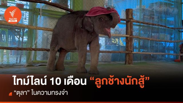 ไทม์ไลน์ 10 เดือน ในความทรงจำ "ตุลา" ลูกช้างนักสู้