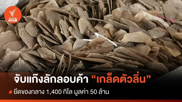 จับแก๊งลักลอบค้าเกล็ดตัวลิ่นข้ามชาติ ยึด 1,400 โล มูลค่า 50 ล้าน