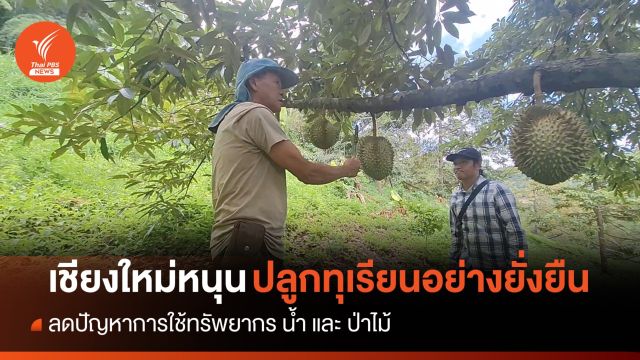ชาวเหนือแห่ปลูก "ทุเรียน" หวั่นจุดชนวนปัญหาการแย่งชิงน้ำ