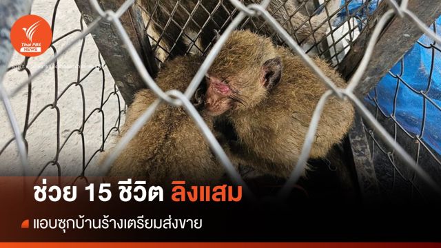 ช่วย 15 ชีวิต "ลิงแสม" พ้นขบวนการลักลอบค้าลิงข้ามชาติ