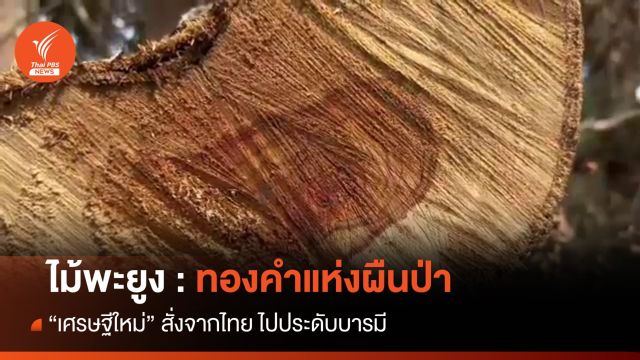ไม้พะยูง : ทองคำแห่งผืนป่า 