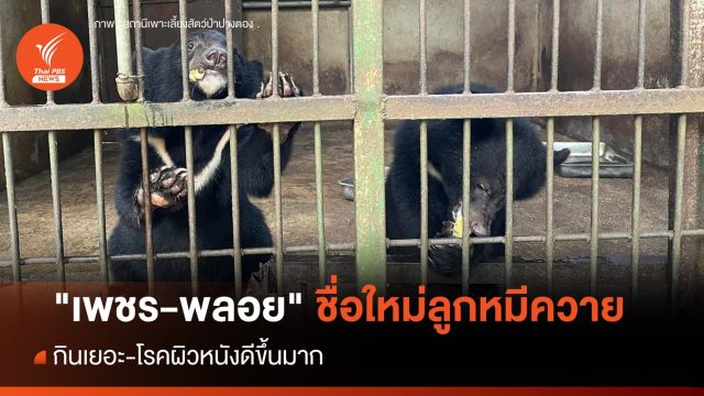 "เพชร-พลอย" ชื่อใหม่ลูกหมีควาย ล่าสุดโรคผิวหนังดีขึ้น-กินเยอะ