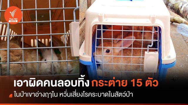 เร่งตามตัว ทิ้งกระต่าย 15 ตัว ในป่าเขาอ่างฤาไน