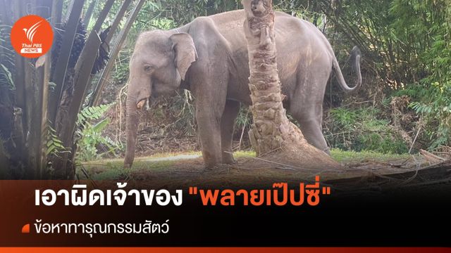 ปศุสัตว์กระบี่ เอาผิดเจ้าของ "พลายเป๊ปซี่" ข้อหาทารุณกรรมสัตว์ 
