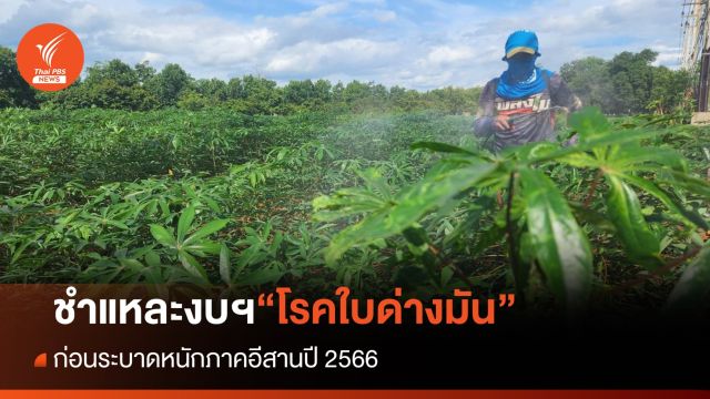 ชำแหละงบฯ แก้โรคใบด่างมัน 1,300 ล้าน ก่อนระบาดหนักปี 2566