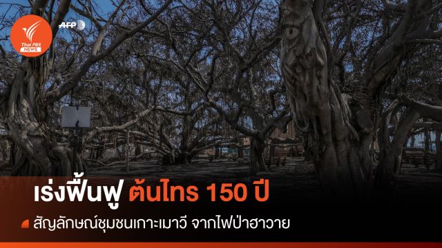 เร่งฟื้นฟู "ต้นไทร 150 ปี" จากไฟป่ารัฐฮาวาย 