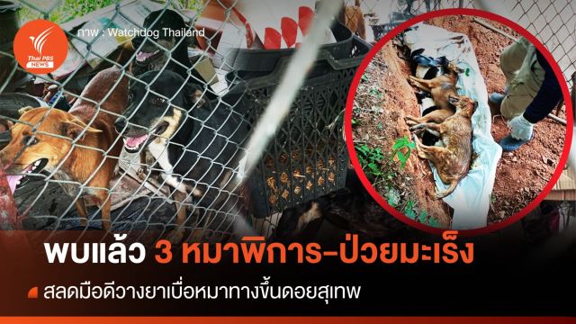จบดรามา! ถอนแจ้งความเทศบาลฯ หัวไทรทิ้งหมาพิการป่วยมะเร็ง