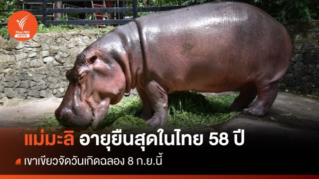 เขาเขียวจัดวันเกิด "แม่มะลิ" ฮิปโปอายุยืนสุด 58 ปีของไทย