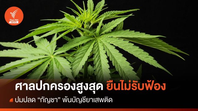 ศาลปกครองสูงสุดยืนไม่รับฟ้องคดีปลด "กัญชา" พ้นยาเสพติด