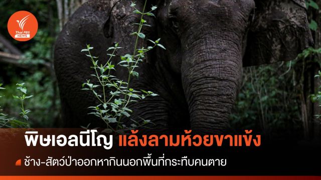 พิษเอลนีโญ! ห้วยขาแข้งแล้ง "ช้าง-สัตว์ป่า" ขยับหากินริมขอบป่า 