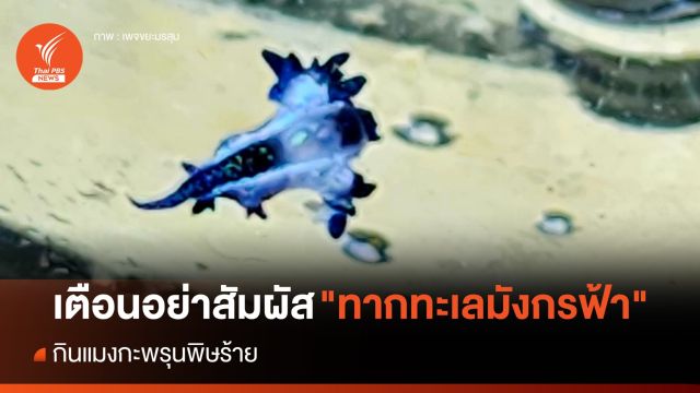 เตือนอย่าสัมผัส "ทากทะเลมังกรฟ้า" กินแมงกะพรุนพิษร้าย