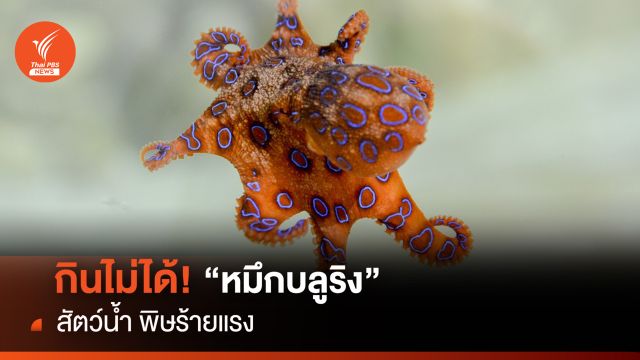 อย่ากินนะ! "หมึกบลูริง" หากรับพิษอาจตายได้ใน 20 นาที