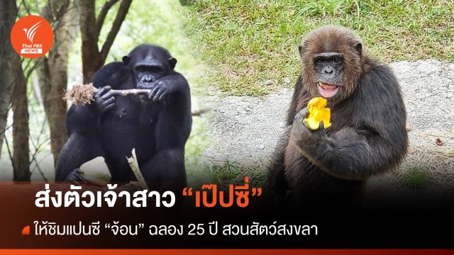 ส่งตัวเจ้าสาว “เป๊ปซี่” ให้ “จ้อน” ชิมแปนซีสวนสัตว์สงขลา 