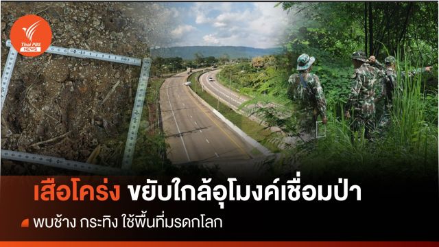 4 ปี! สัตว์ป่าหายาก-เสือ ขยับใกล้อุโมงค์เชื่อมป่าเขาใหญ่-ทับลาน