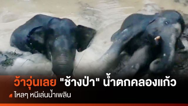 ว้าวุ่นเลย! "ช้างป่า" หนีเล่นน้ำจนเพลินลืมกลับบ้าน